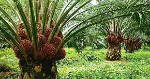 Oil palm plantation in Rompin District, Pahang